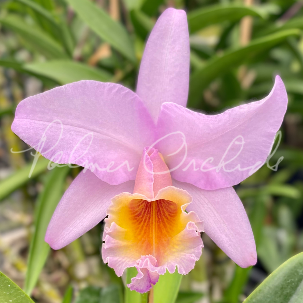 Rlc. Diego Pink Puff — Palmer Orchids